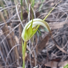 Diplodium ampliatum (Large Autumn Greenhood) at Molonglo Valley, ACT - 15 Apr 2022 by pixelnips