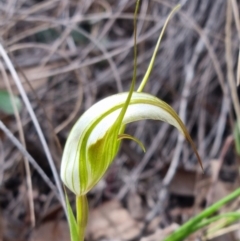 Diplodium ampliatum at Molonglo Valley, ACT - 15 Apr 2022