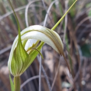 Diplodium ampliatum at Molonglo Valley, ACT - 15 Apr 2022