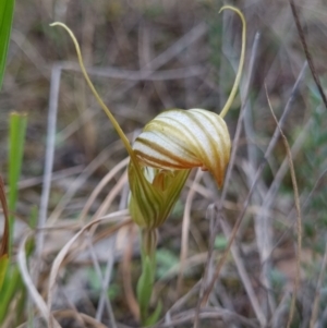 Diplodium truncatum at Molonglo Valley, ACT - suppressed