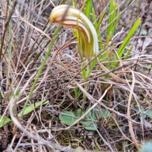 Diplodium truncatum at Molonglo Valley, ACT - suppressed