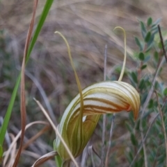 Diplodium truncatum at Molonglo Valley, ACT - suppressed