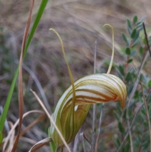 Diplodium truncatum at Molonglo Valley, ACT - suppressed