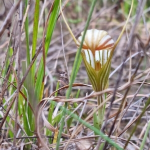 Diplodium truncatum at Molonglo Valley, ACT - suppressed