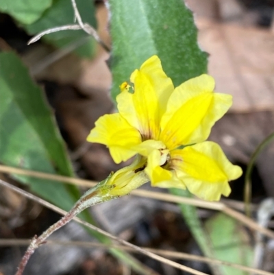 Goodenia hederacea subsp. hederacea (Ivy Goodenia, Forest Goodenia) at Hawker, ACT - 15 Apr 2022 by KL