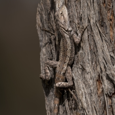 Amphibolurus muricatus (Jacky Lizard) at Bellmount Forest, NSW - 12 Apr 2022 by trevsci