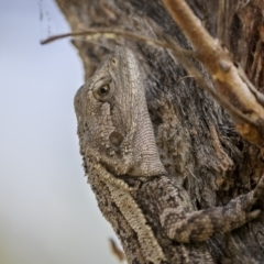 Amphibolurus muricatus at Bellmount Forest, NSW - 12 Apr 2022