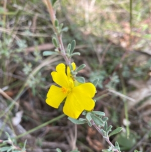 Hibbertia obtusifolia at Hawker, ACT - 15 Apr 2022