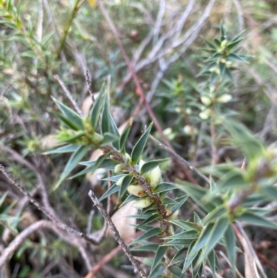 Melichrus urceolatus (Urn Heath) at Hawker, ACT - 15 Apr 2022 by KL