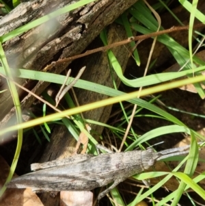 Coryphistes ruricola at Molonglo Valley, ACT - 15 Apr 2022 02:47 PM