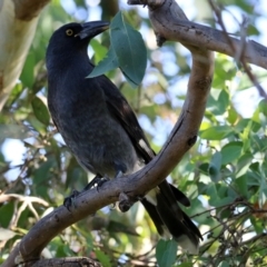 Strepera graculina (Pied Currawong) at Fyshwick, ACT - 14 Apr 2022 by RodDeb