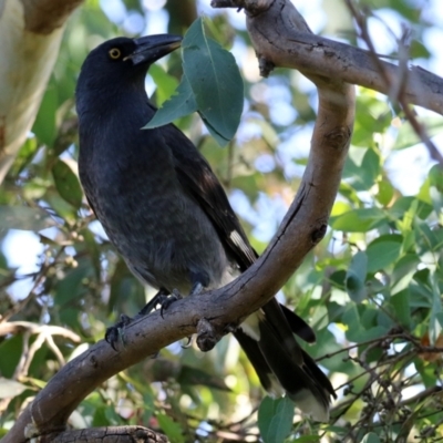 Strepera graculina (Pied Currawong) at Fyshwick, ACT - 14 Apr 2022 by RodDeb