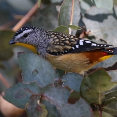 Pardalotus punctatus (Spotted Pardalote) at Jerrabomberra Wetlands - 14 Apr 2022 by RodDeb