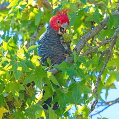 Callocephalon fimbriatum (Gang-gang Cockatoo) at Lyons, ACT - 15 Apr 2022 by pauljwk