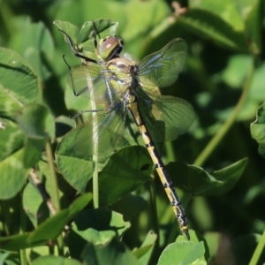 Hemicordulia tau at Fyshwick, ACT - 14 Apr 2022 01:20 PM