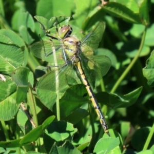 Hemicordulia tau at Fyshwick, ACT - 14 Apr 2022 01:20 PM