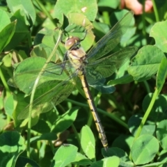 Hemicordulia tau at Fyshwick, ACT - 14 Apr 2022 01:20 PM