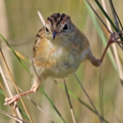 Cisticola exilis (Golden-headed Cisticola) at Fyshwick, ACT - 14 Apr 2022 by RodDeb