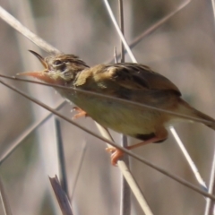 Cisticola exilis at Fyshwick, ACT - 14 Apr 2022 01:28 PM