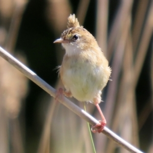 Cisticola exilis at Fyshwick, ACT - 14 Apr 2022 01:28 PM