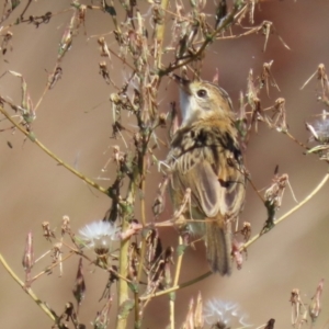 Cisticola exilis at Fyshwick, ACT - 14 Apr 2022 01:28 PM