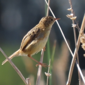 Cisticola exilis at Fyshwick, ACT - 14 Apr 2022 01:28 PM