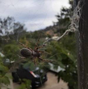 Badumna (genus) at Calwell, ACT - 15 Apr 2022 04:44 PM