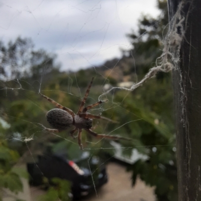 Badumna (genus) (Lattice-web spider) at Calwell, ACT - 15 Apr 2022 by JSR73