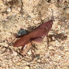 Goniaea carinata (Black kneed gumleaf grasshopper) at Rendezvous Creek, ACT - 15 Apr 2022 by KMcCue