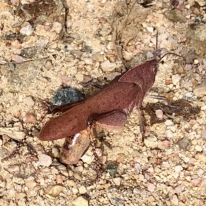 Goniaea carinata at Rendezvous Creek, ACT - 15 Apr 2022