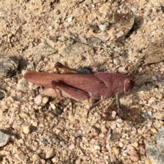 Goniaea carinata at Rendezvous Creek, ACT - 15 Apr 2022