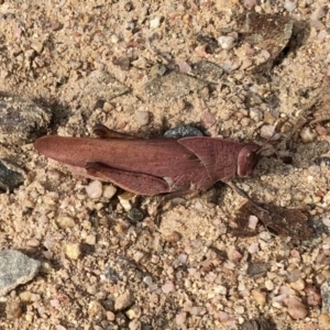 Goniaea carinata at Rendezvous Creek, ACT - 15 Apr 2022