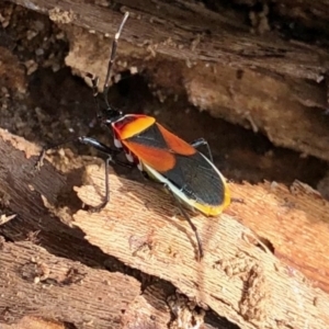 Dindymus versicolor at Rendezvous Creek, ACT - 15 Apr 2022 01:36 PM