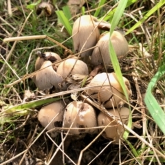 Coprinellus etc. (An Inkcap) at Rendezvous Creek, ACT - 15 Apr 2022 by KMcCue