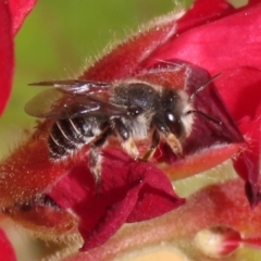 Pseudoanthidium (Immanthidium) repetitum (African carder bee) at Macarthur, ACT - 15 Apr 2022 by RodDeb