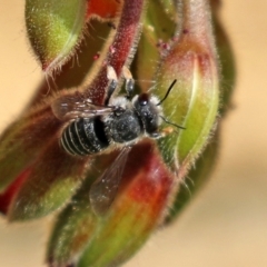 Pseudoanthidium (Immanthidium) repetitum at Macarthur, ACT - 15 Apr 2022 02:41 PM