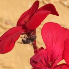 Pseudoanthidium (Immanthidium) repetitum at Macarthur, ACT - 15 Apr 2022