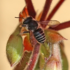 Pseudoanthidium (Immanthidium) repetitum at Macarthur, ACT - 15 Apr 2022 02:41 PM