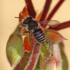 Pseudoanthidium (Immanthidium) repetitum at Macarthur, ACT - 15 Apr 2022 02:41 PM