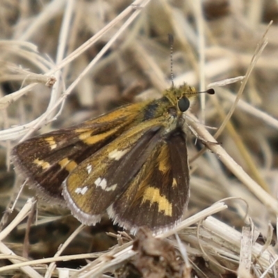 Taractrocera papyria (White-banded Grass-dart) at Symonston, ACT - 15 Apr 2022 by RodDeb