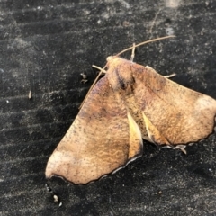 Mnesampela privata (Autumn Gum Moth) at Emu Creek - 9 Apr 2022 by JohnGiacon