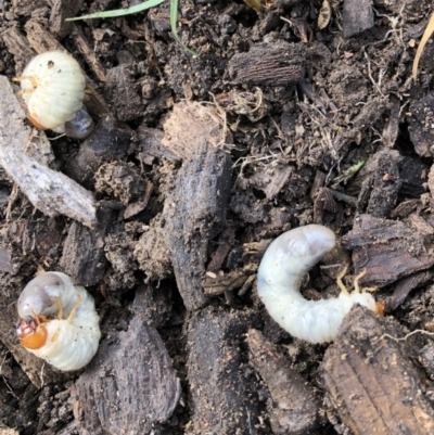 Scarabaeidae (family) (Scarab beetle, curl grub) at Belconnen, ACT - 10 Apr 2022 by JohnGiacon