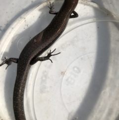 Lampropholis delicata (Delicate Skink) at Flea Bog Flat to Emu Creek Corridor - 13 Apr 2022 by jgiacon