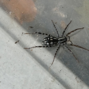 Nyssus coloripes at Belconnen, ACT - 15 Apr 2022 02:05 PM
