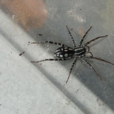 Nyssus coloripes (Spotted Ground Swift Spider) at Emu Creek - 15 Apr 2022 by JohnGiacon