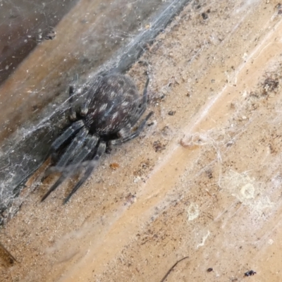 Badumna sp. (genus) (Lattice-web spider) at Emu Creek - 15 Apr 2022 by JohnGiacon