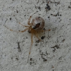 Cryptachaea veruculata (Diamondback comb-footed spider) at Emu Creek - 15 Apr 2022 by JohnGiacon