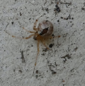 Cryptachaea veruculata at Belconnen, ACT - 15 Apr 2022