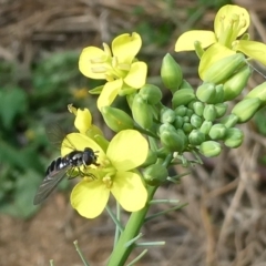 Syrphini sp. (tribe) (Unidentified syrphine hover fly) at Emu Creek - 15 Apr 2022 by JohnGiacon