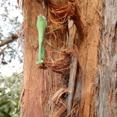 Pseudomantis albofimbriata (False garden mantis) at Emu Creek - 15 Apr 2022 by JohnGiacon
